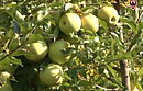 L'agricoltura biologica in trentino